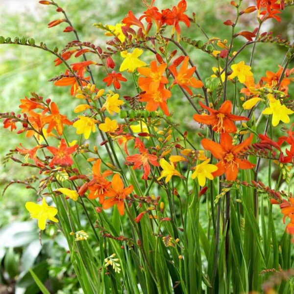 Votaniki Crocosmia Mix Bulbs - Red & Yellow Blooms, Easy to Grow, Attract Butterflies and Hummingbirds | Large Blooms, Vibrant Perennial Crocosmia Bulbs for Planting