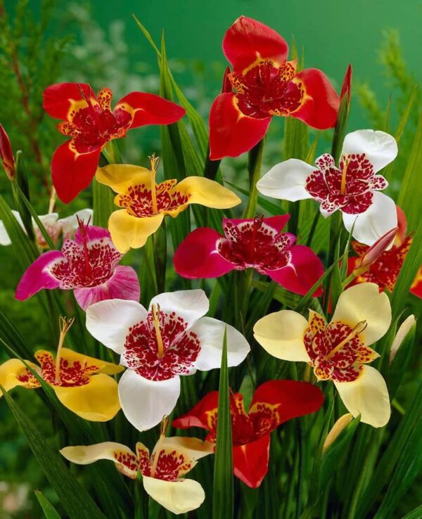 Lilacea & Grandiflora Tigridia Mix Bulbs - Tiger Flower Bulbs for Planting | Tigridia Pavonia Flower - Perennial, Long-Blooming, Easy to Grow, Perfect for Cut