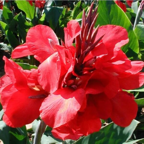 Votaniki Dwarf Canna Scarlet Wave - Perennials, Reblooming & Fragrant Flowers, Canna Bulbs for Planting | Canna Lily, Easy to Grow