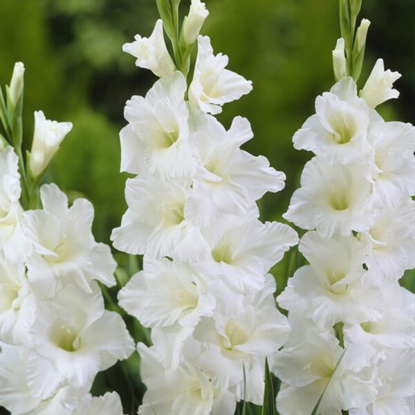 Votaniki Blue Moon Gladiolus Mix Bulbs - Perennial, Long Lasting Blooms, Gladiolus 'Blue Moon' (Milka Gladiolus, Essential Gladiolus, Performer Gladiolus) | Summer Flowering Bulbs - Easy to Grow