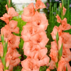 Votaniki Ibadan Gladiolus Bulbs - Hardy Perennial, Large Blooms, Salmon Color Flowers | Gladiolus Flower Bulbs, Burst of Color and Elegance - Easy to Grow