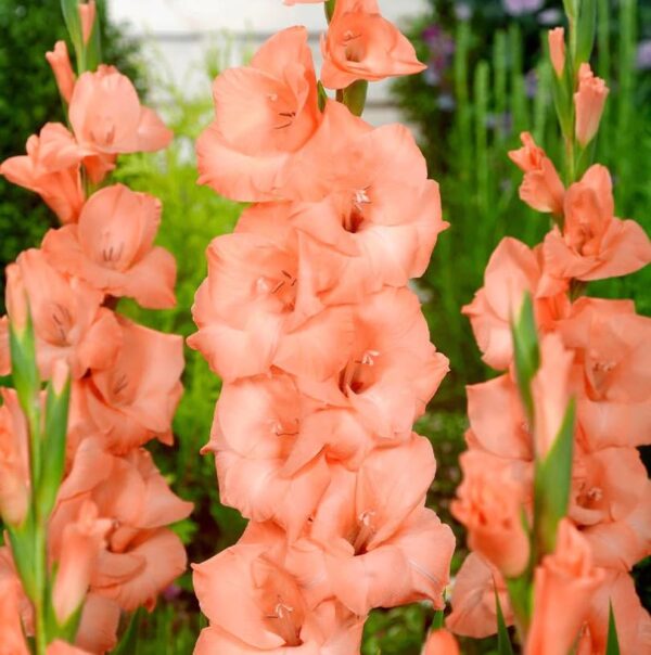 Votaniki Ibadan Gladiolus Bulbs - Hardy Perennial, Large Blooms, Salmon Color Flowers | Gladiolus Flower Bulbs, Burst of Color and Elegance - Easy to Grow