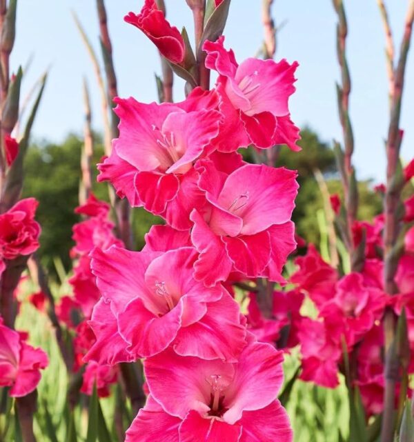 Votaniki Fairy Tale Pink Gladiolus - Perennial, Long Lasting Blooms, Gladiolus Flower Bulbs | Suitable for Growing in Pots & Containers, Easy to Grow