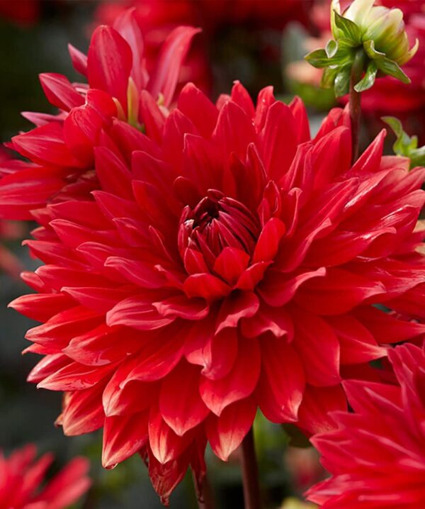 Votaniki Garden Wonder Dahlia Bulbs - Stunning Dahlia Blooms, Large Flowering Dahlia Bulbs | Perennial Flower, Prefect for Cut, Easy to Grow, Attracts pollinators