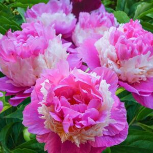 Votaniki Sorbet Peony Bulbs for Planting - Large Double Blooms Fragrance Peony | Easy to Grow, Attracts Pollinators - Perennial Flowering Peony Bulbs