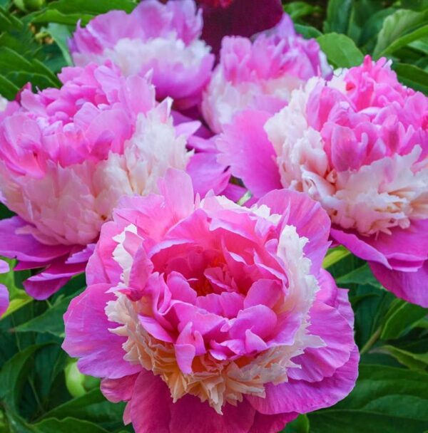 Votaniki Sorbet Peony Bulbs for Planting - Large Double Blooms Fragrance Peony | Easy to Grow, Attracts Pollinators - Perennial Flowering Peony Bulbs