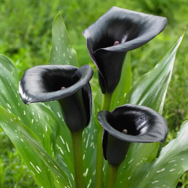 Votaniki Black & White Calla Lily Mix Bulbs - Long Lasting Blooms, Perennial Calla Lily Flower Bulbs | Perfect for Cut Flowers and Garden Beds - Easy to Grow and Low Maintenance