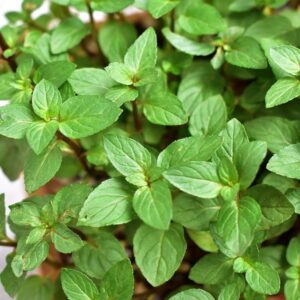 Votaniki Chocolate Mint Plant - Mentha Piperita CV ‘Chocolate Mint’ Live Plant | Fragrant Plant, Perfect for Growing in Containers - Easy to Grow