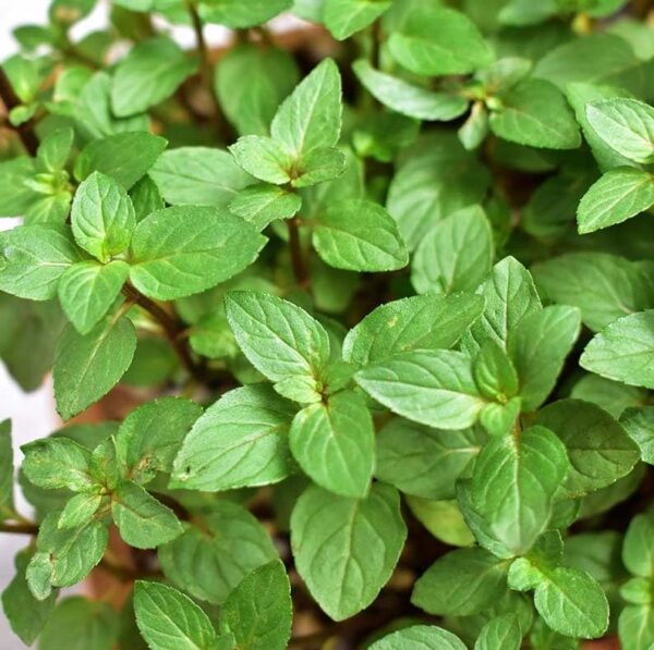 Votaniki Chocolate Mint Plant - Mentha Piperita CV ‘Chocolate Mint’ Live Plant | Fragrant Plant, Perfect for Growing in Containers - Easy to Grow