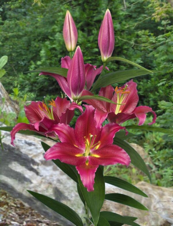 Votaniki Bacardi Lily Bulbs - Perennial, Fragrant Blooms, Large Flowering Lily Bulbs for Planting | Oriental Hybrid Lily 'Bacardi' - Summer Flowering Bulbs, Easy to Grow