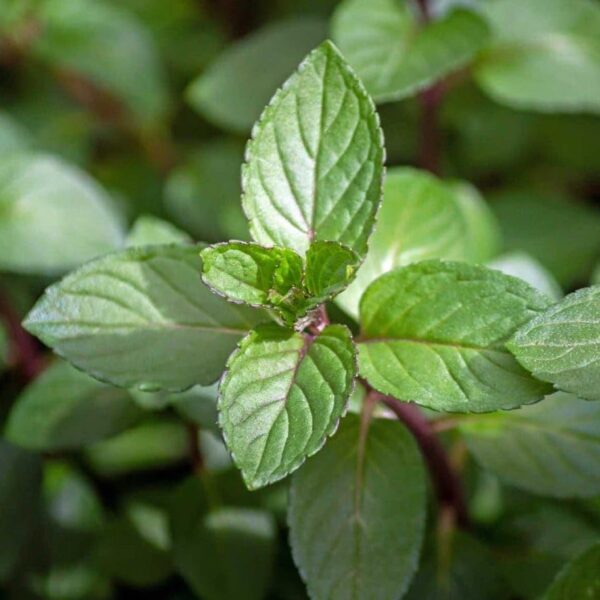 Votaniki Chocolate Mint Plant - Mentha Piperita CV ‘Chocolate Mint’ Live Plant | Fragrant Plant, Perfect for Growing in Containers - Easy to Grow