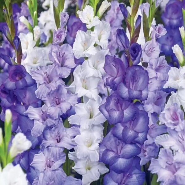 Votaniki Blue Moon Gladiolus Mix Bulbs - Perennial, Long Lasting Blooms, Gladiolus 'Blue Moon' (Milka Gladiolus, Essential Gladiolus, Performer Gladiolus) | Summer Flowering Bulbs - Easy to Grow