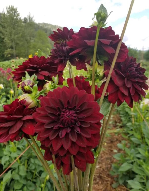 Votaniki Arabian Night Flowering Dahlia Bulbs - Dark, Almost Black, Long-Blooming and Hardy Dahlia Flowering Bulbs | Semi-Double to Double Blooms Arabian Night Dahlia Roots- Perfect for Cutting