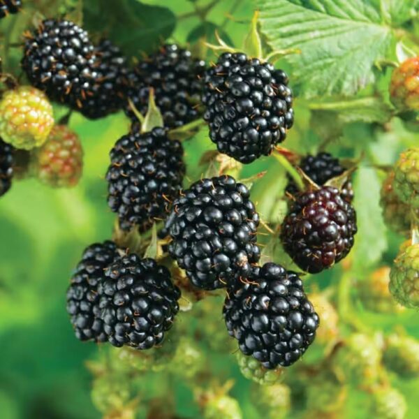 Votaniki BlackBerry Ebony King Bare Root for Planting - Perennial Fruit Plant, BlackBerry (Rubus 'Ebony King') Plant | High Yielding, Edible Plant, Easy to Grow