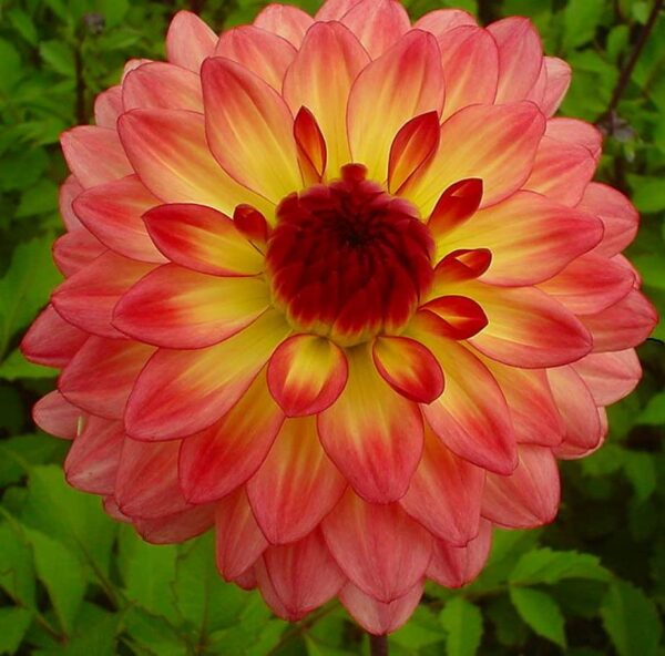 Votaniki Lake Tahoe Dahlia Tuber for Planting - Decorative Dahlia - Salmon, Yellow & Red Color | Perennial Dahlia Tuber, Lage Blooms - Easy to Grow & Low Maintenance