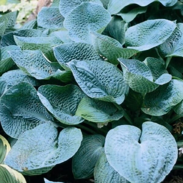 Votaniki Big Daddy Hosta Root Rhizome - Perennials, Hardy, Low-Maintenance Plant with Striking Foliage - Large, Fast-Growing Hosta Root Rhizome for Shade Gardens, Easy to Grow