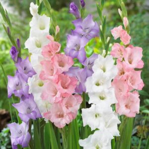 Votaniki Pastel Gladiolus Mix for Assorted Colors - Perennial Gladiolus Flower Bulbs | Summer Flowering Bulbs, Easy to Grow