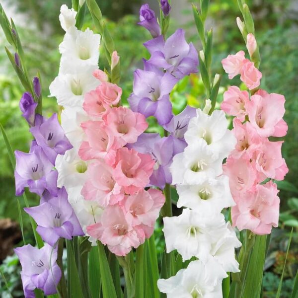 Votaniki Pastel Gladiolus Mix for Assorted Colors - Perennial Gladiolus Flower Bulbs | Summer Flowering Bulbs, Easy to Grow