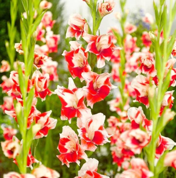 Votaniki Japonica Gladiolus Bulbs - Perennial Flowering Plant, White with Red Color Gladiolus Flowers | Summer Flowering Bulbs, Easy to Grow