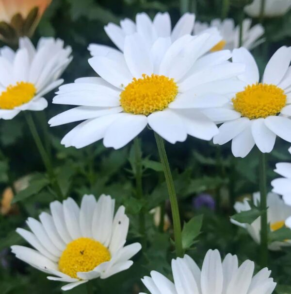 Votaniki Shasta Daisy Bulbs - Herbaceous Perennial, Large & White Flowers, Leucanthemum X Superbum (Shasta Daisy) | Summer Flowers, Easy to Grow