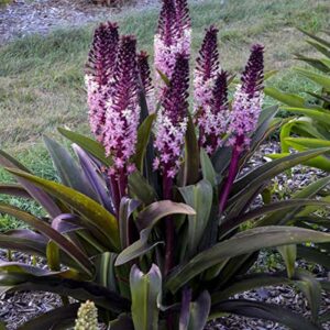 Votaniki Eucomis Safari Adventure (Pineapple Lily) - Perennials, Pineapple Lilies Bulbs for Planting | Summer Flower Bulbs, Easy to Grow