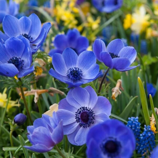 Votaniki Anemone Blue Poppy - Hardy Perennial, Long Lasting Blooms, Anemone Coronaria ‘Blue Poppy’ Bulbs | Spring Flowering Bulbs, Easy to Grow