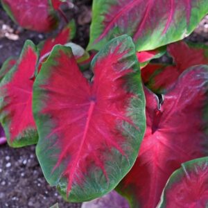 Votaniki Caladium Buck Bulbs for Planting - Elegance for Shady Gardens | Caladium 'Buck' Fancy Leaf, Large Bulbs - Easy to Grow