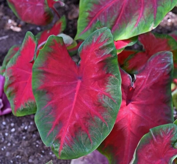 Votaniki Caladium Buck Bulbs for Planting - Elegance for Shady Gardens | Caladium 'Buck' Fancy Leaf, Large Bulbs - Easy to Grow