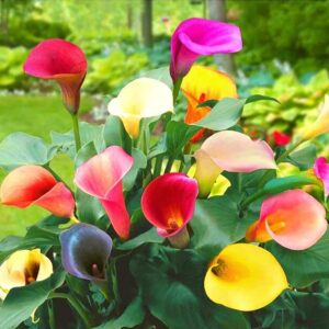 Votaniki Mixed Hybrid Calla Lily Super Pack - Perennials, Calla Lily Bulbs | Perfect for Indoor Forcing, Grows Well in Containers, Good as Cut Flowers