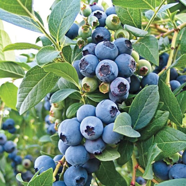 O'Neal Blueberry Bush 1 Gallon Plant 2 Year Old - Perennial, High Yielding, Blueberry Live Plant - Perfect Addition to Fruit Garden - Easy to Grow