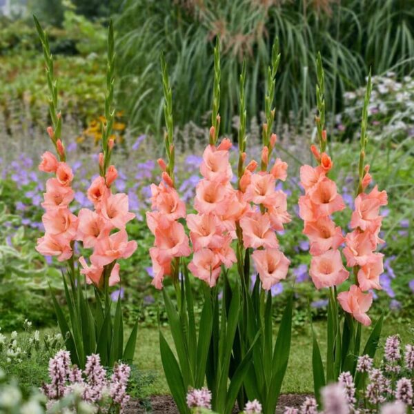 Votaniki Sugar Babe Gladiolus - Attractive Flowers, Perennial Gladiolus Flower Bulbs | Summer Flowering Bulbs for Gardens, Sword Lily - Easy to Grow