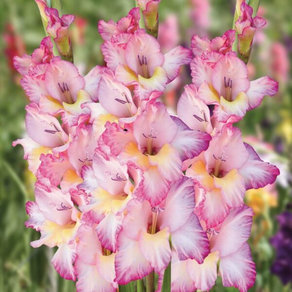 Votaniki Priscilla Gladiolus Bulbs - Stunning Show of Multiple Gladiolus Blooms - Perennial Large Flower Bulbs for Planting - Low Maintenance & Easy to Grow