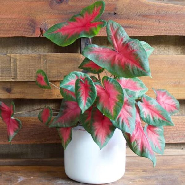 Votaniki Caladium Buck Bulbs for Planting - Elegance for Shady Gardens | Caladium 'Buck' Fancy Leaf, Large Bulbs - Easy to Grow