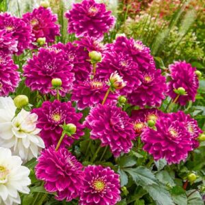 Votaniki Border Decorative Dahlia Go Go Purple - Perennial Plant, Spectacular Flowering Dahlia Tubers for Planting | Perfect Addition for Garden, Container Friendly, Easy to Grow