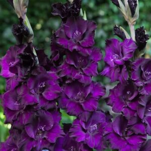 Votaniki Purple Flora Gladiolus Bulbs - Vibrant Blooms, Perennial Purple Flora Gladiolus Bulbs for Planting - Long Lasting Blooms - Fast Growing & Low Maintenance