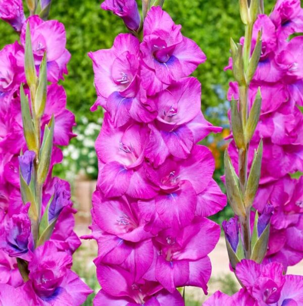 Votaniki Evident Gladiolus Bulbs - Perennial, Showy Flowers, Gladiolus 'Evident' | Large Flowering Bulbs, Easy to Grow