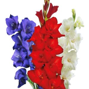 Votaniki Gladiolus Mix Bulbs - Perennial, Large Flowering Gladiolus Bulbs - Red, White, & Blue Gladiolus - Easy to Grow, Perfect for Cut