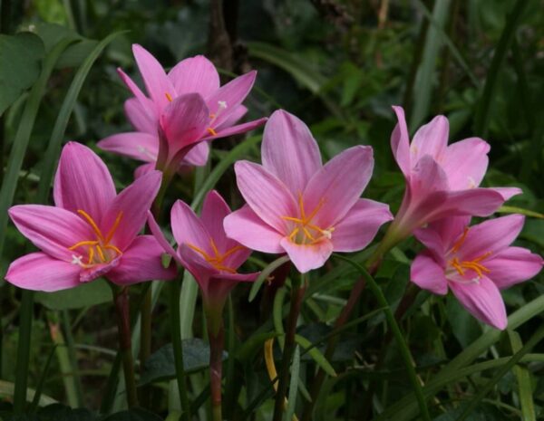 Votaniki Zephyranthes Grandiflora Pink Rain Lily Bulbs for Planting - Perennial Lily Flowering Bulbs | Bloom Multiple Times - Easy to Grow