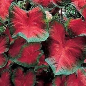 Votaniki Caladium Blaze Bulbs Bulbs - Perennial Garden Plant, Colorful Shade Loving Fancy Caladium Blaze | Red Caladium Large Bulbs, Easy to Grow