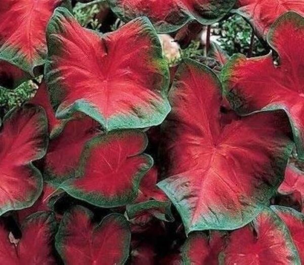 Votaniki Caladium Blaze Bulbs Bulbs - Perennial Garden Plant, Colorful Shade Loving Fancy Caladium Blaze | Red Caladium Large Bulbs, Easy to Grow