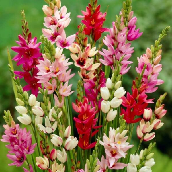 Votaniki African Corn Lily Mix Bulbs - Long Blooming and Easy to Grow, Ixia Mixed Bulbs for Planting - Perennial Lily Flower | Unique and Showy Flowers for Borders, Beds and Cut Flower Arrangements