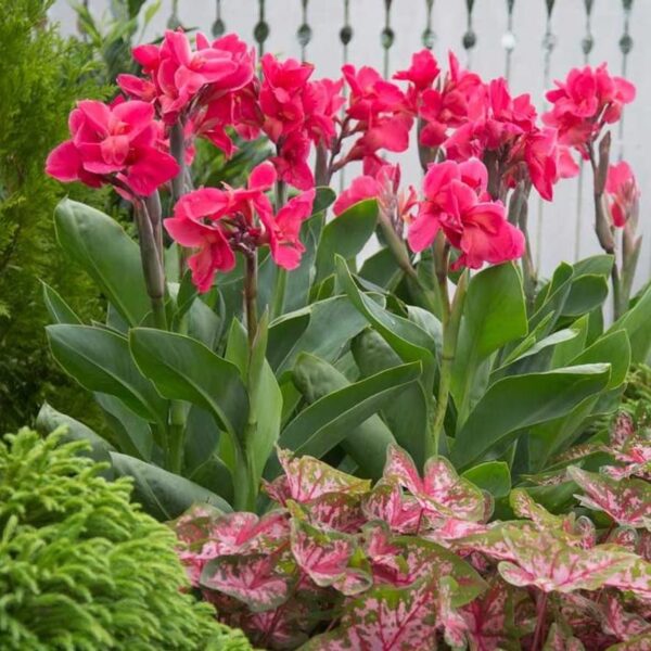 Votaniki Dwarf Variety Magic Pink Canna Bulbs - Large Blooms, Attract Pollinators, Perennial Canna Bulbs for Planting - Low-Maintenance Magic Pink Canna for Easy Gardening