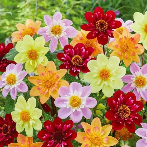 Votaniki Dahlia Topmix Mix Tubers - Long Lasting Blooms, Perennial Flowers, Colorful & Fragrant Dahlia Collection | Dahlia Flowering Tubers - Easy to Grow