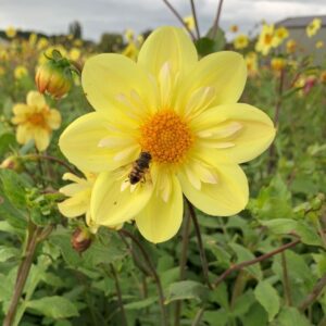 Votaniki Dahlia Collarette Kelsey Sunshine - Perennials, Dahlia 'Kelsey Sunshine' Tubers for Planting | Blooms Prolifically Summer to Frost, Easy to Grow