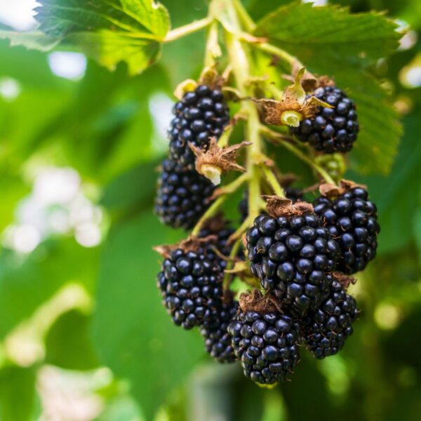 Votaniki Natchez Thornless BlackBerry - Perennial Fruit Plant, BlackBerry (Rubus fruticosus 'Natchez') | High Yielding, Large Berry, Early Producer BlackBerry Plant, Easy to Grow