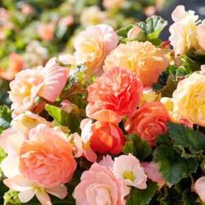 Votaniki Begonia Pastel Mix Tubers - Attractive Foliage, Stunning Pastel Colored Blooms - Perennial Begonia, Perfect for Containers and Hanging Baskets