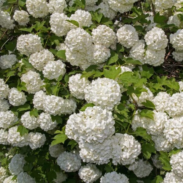 Votaniki Viburnum Japanese Snowball Bush 1-2 Ft Plant - White Fragrant Blooms, Perennial Flowering Plant | Easy-to-Grow and Low-Maintenance