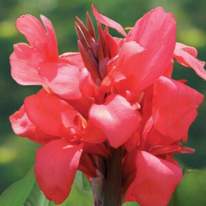 Votaniki Dwarf Variety Magic Pink Canna Bulbs - Large Blooms, Attract Pollinators, Perennial Canna Bulbs for Planting - Low-Maintenance Magic Pink Canna for Easy Gardening