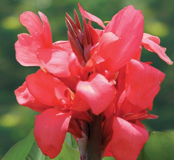 Votaniki Dwarf Variety Magic Pink Canna Bulbs - Large Blooms, Attract Pollinators, Perennial Canna Bulbs for Planting - Low-Maintenance Magic Pink Canna for Easy Gardening