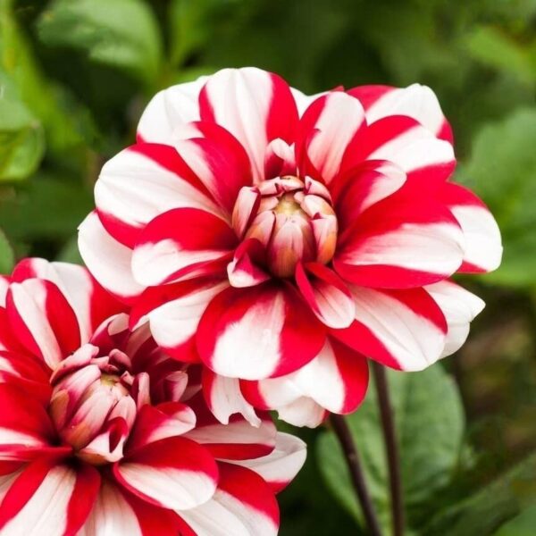 Votaniki Dahlia Jamaica Tuber - Long Lasting Blooms, Perennial Dahlia | Stunning Blooms All Summer Long - Perfect Addition to Garden